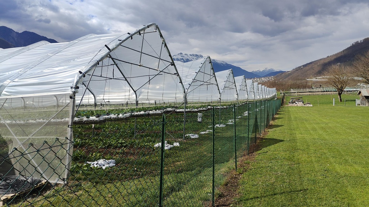 Arrigoni_Lirsa V-Agro Air Cool 1|BIORETE AIR PLUS